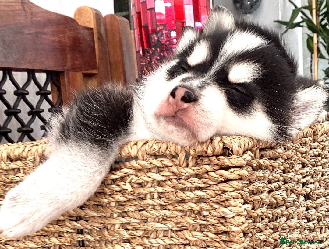 Pomsky dogs for sale: Very Tiny F4 Pomskys  - Image 16