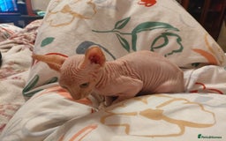 Sphynx cats for sale: Sphinx kitten for sale - Image 4