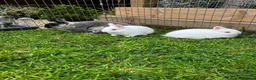 Netherland Dwarf rabbits for sale: LAST Female White Netherland Dwarfs - Advert 6