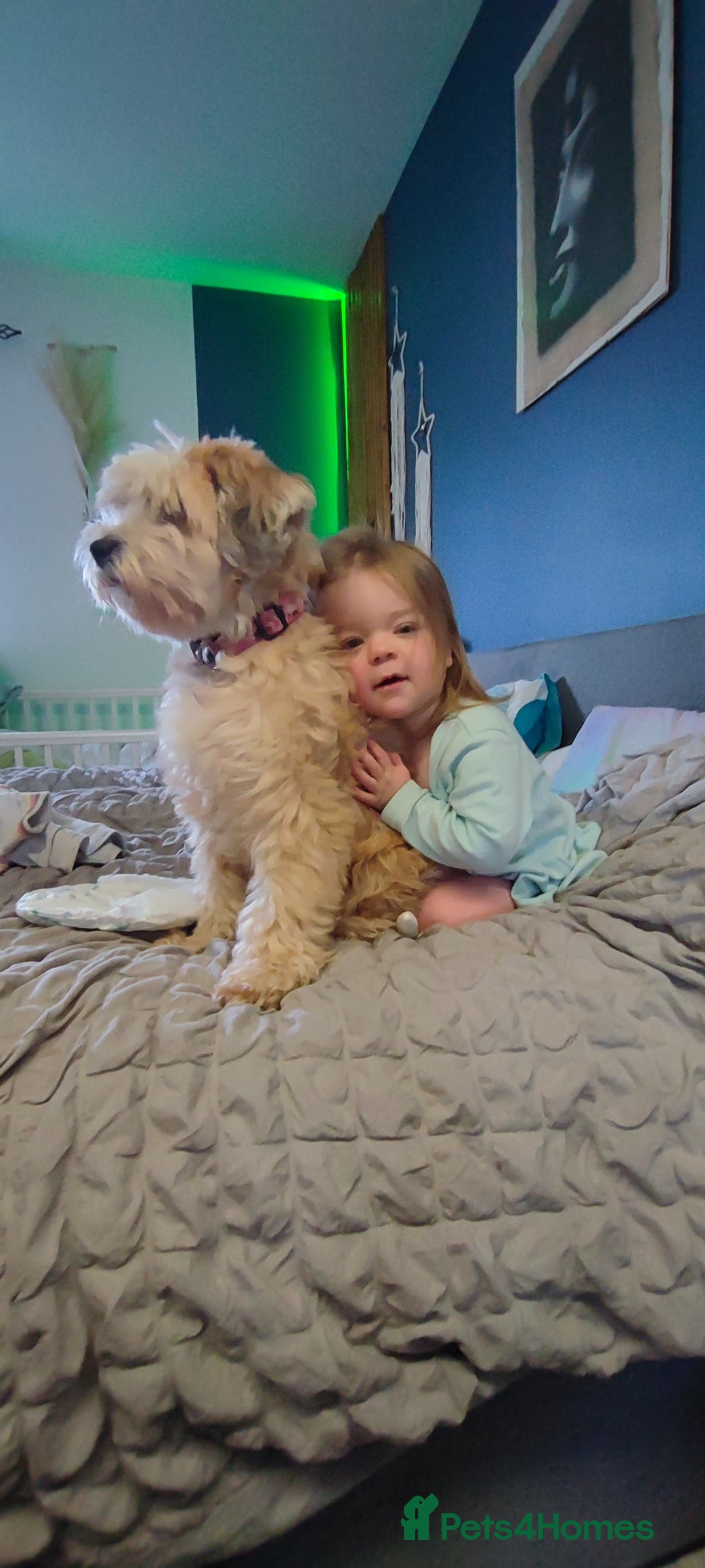 Tibetan Terrier dogs for sale: KC Tibetan Terrier Puppy  - Image 9
