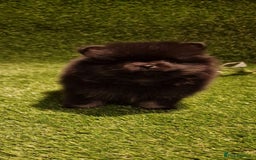 Pomeranian dogs for sale: 🧸💥 TOPQUALITY XXS UNIQUE POMERANIAN PUPPIES 🧸💥 - Image 9