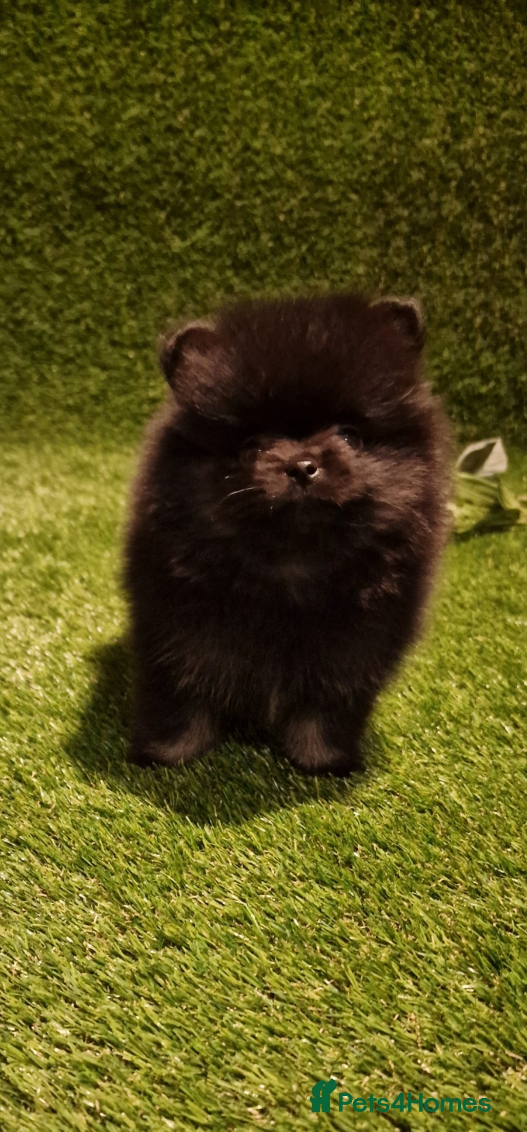 Pomeranian dogs for sale: 🧸💥 TOPQUALITY XXS UNIQUE POMERANIAN PUPPIES 🧸💥 - Image 9