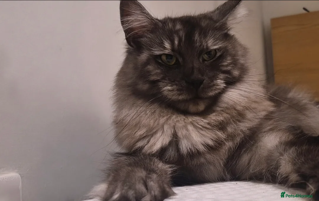 Maine Coon cats for sale: 4 beautiful maine coons left 😍  - Advert 9