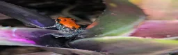 Frog reptiles for sale: Breeding pair - Ranitomeya reticulata "red face"  in Stafford - Advert 3