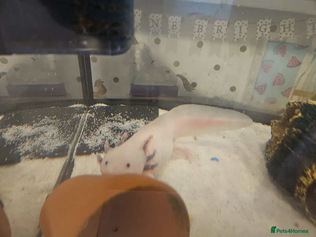 Axolotl reptiles for sale: 3 axolotls  in Cardiff - Advert 4