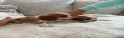 Cavalier King Charles Spaniel dogs for sale: Cavalier King Charles pups - Advert 28