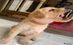 Double Doodle dogs for sale: Beautiful rare litter of Double Doodles - Image 31