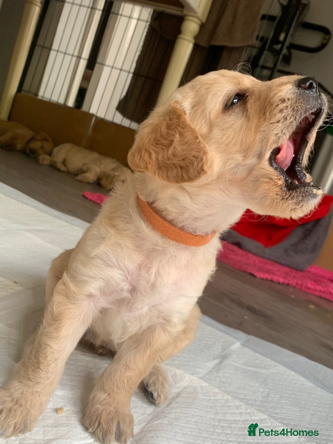 Double Doodle dogs for sale: Beautiful rare litter of Double Doodles - Image 31