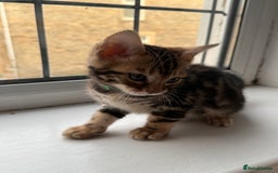Bengal cats for sale: 6 Stunning Bengal kittens - Image 16