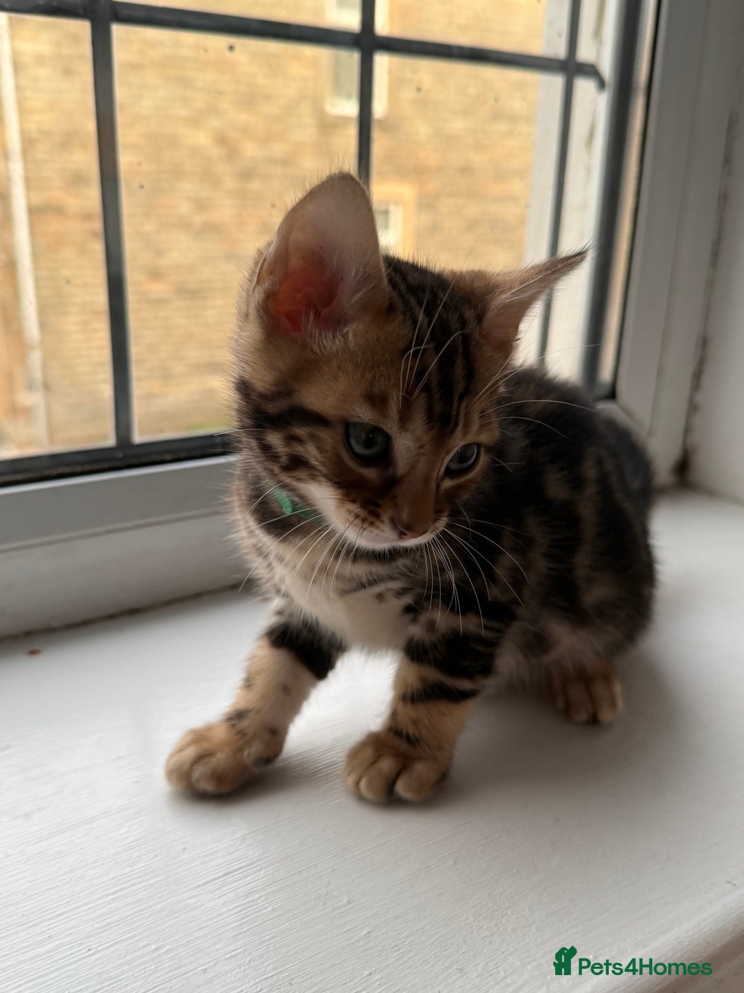 Bengal cats for sale: 6 Stunning Bengal kittens - Image 16