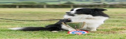Border Collie dogs for stud: proven border collie at stud in Doncaster - Advert 22