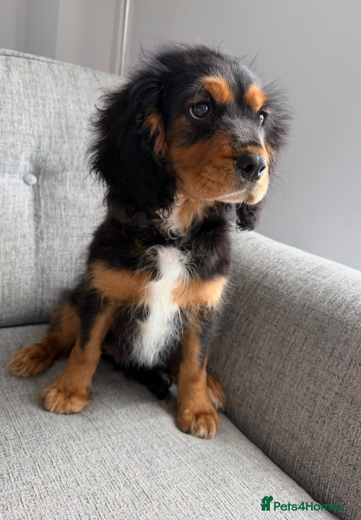 Cavalier King Charles Spaniel dogs Beautiful health tested cavalier King Charles  - Advert 2