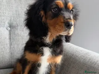 Cavalier King Charles Spaniel dogs Beautiful health tested cavalier King Charles - Advert 2