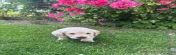 Golden Retriever dogs for sale: Chunky golden retriever puppies, kc registered in Poulton-le-Fylde - Advert 12