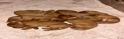 Hungarian Vizsla dogs for sale: Wirehaired Hungarian Vizsla - Advert 34