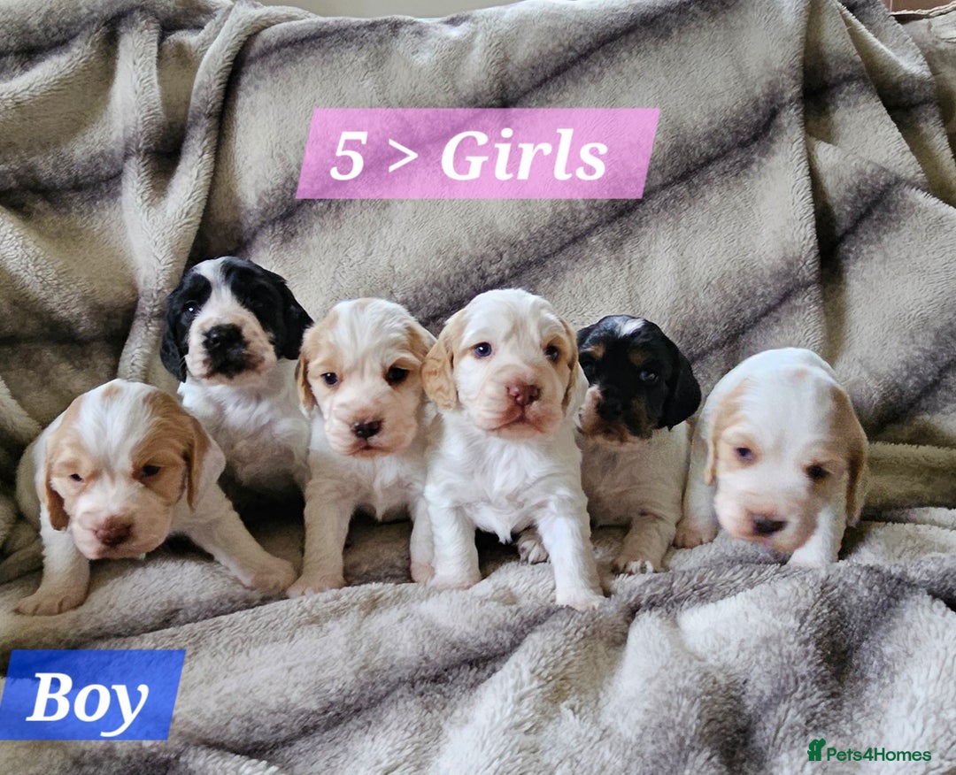 Cocker Spaniel dogs for sale: Goregous Litter of Cocker Spaniel Puppies  - Image 5