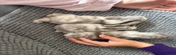 Mini Lop rabbits for sale: Please Meet Our Gorgeous Trio of Mini Lops - Advert 4