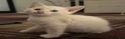 Mixed Breed cats for sale: Kittens for sale in Saxmundham - Advert 4