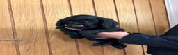 Cocker Spaniel dogs for sale: Cocker spaniel puppy’s  - Advert 4