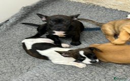 Mixed Breed dogs for sale: Jack Russell X frenchie  - Image 4