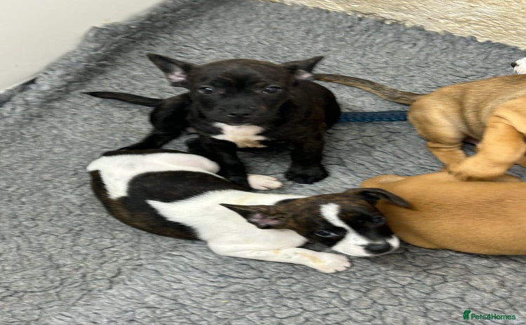Mixed Breed dogs - Advert 8