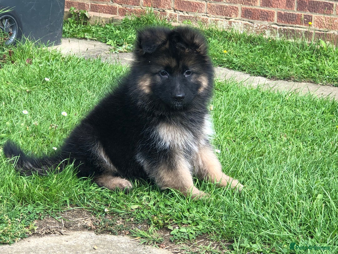 German Shepherd dogs for sale:  kc health tested long haired German shepherd pups - Image 33