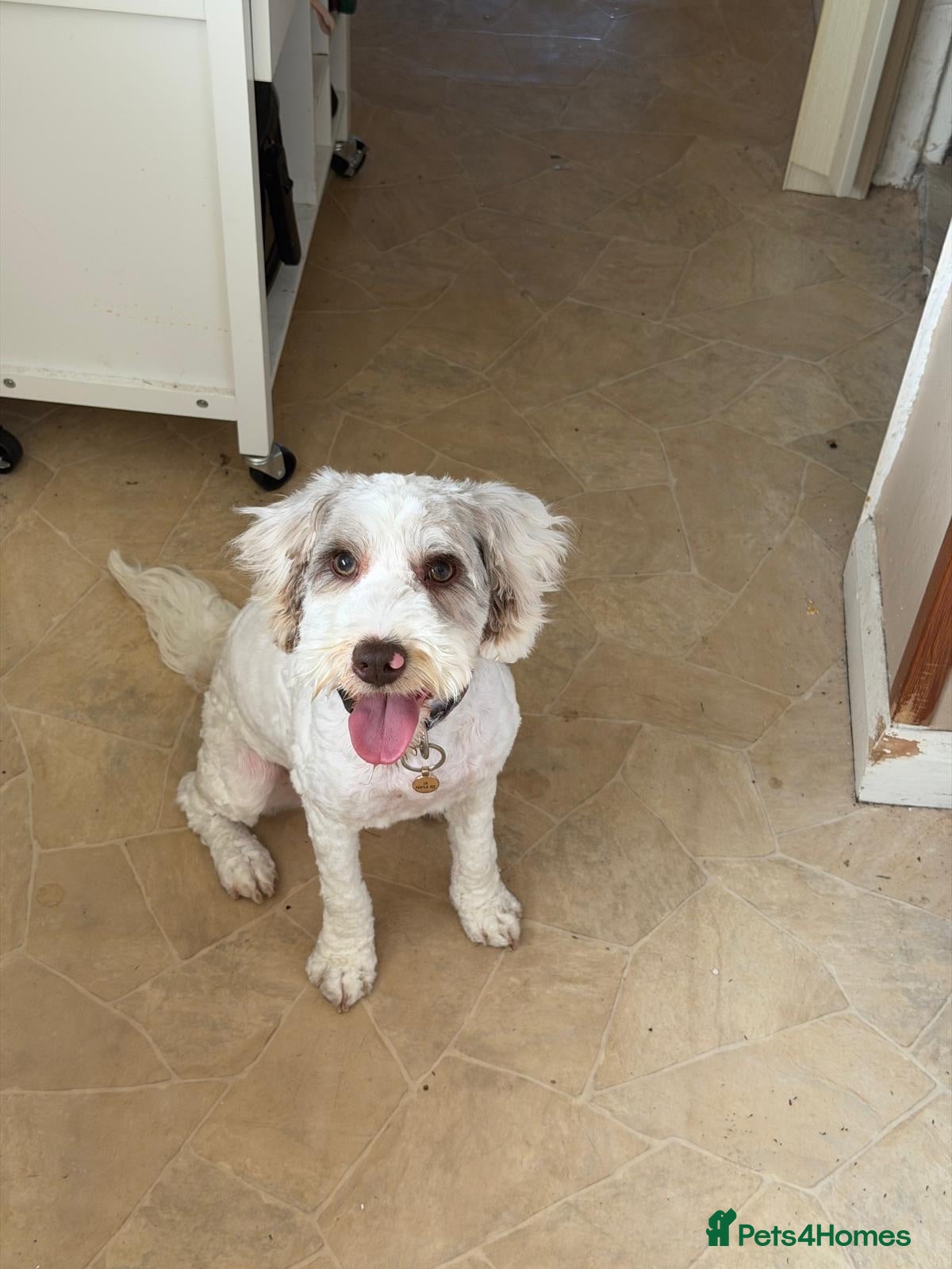 Cockapoo dogs Pringles 2yr old cockapoo - Advert 1