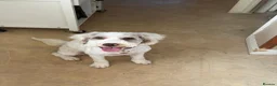 Cockapoo dogs for sale: Pringles 2yr old cockapoo - Advert 1