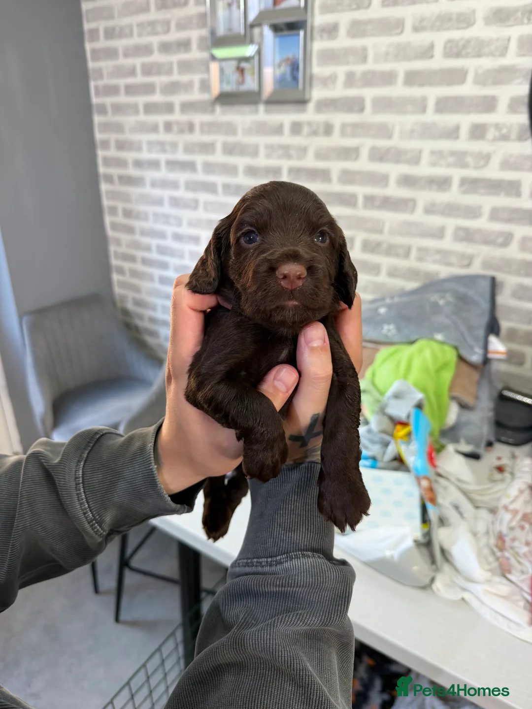 Cocker Spaniel dogs for sale: ***cocker spaniel puppies *** in Darlington - Advert 2