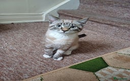 Domestic Shorthair cats for sale: Lynx Point Siamese Tabby mix  - Advert 12