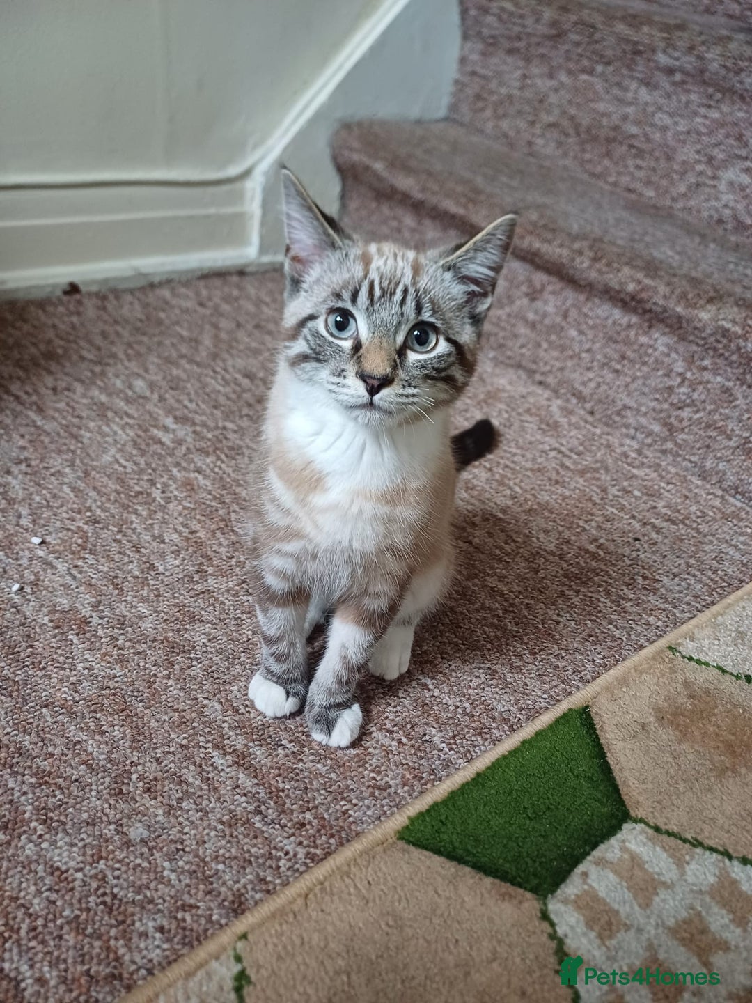 Domestic Shorthair cats for sale: Lynx Point Siamese Tabby mix  - Advert 12