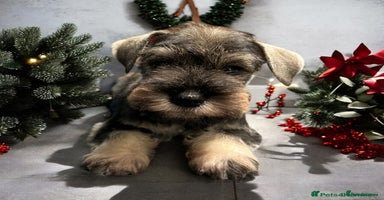 Miniature Schnauzer dogs - Advert 14