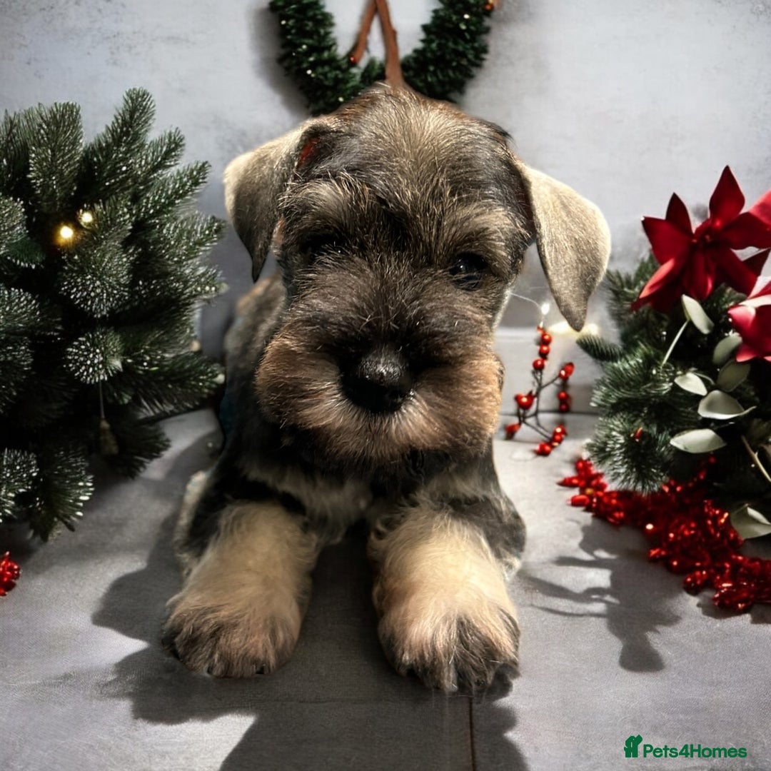 Miniature Schnauzer dogs for sale: OUTSTANDING DNA CLEAR KC MINI SCHNAUZERS - Image 3