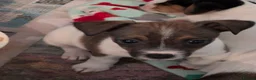 Jack Russell dogs for sale: Docked (vet papers)Traditioal Jack Russel  - Advert 28