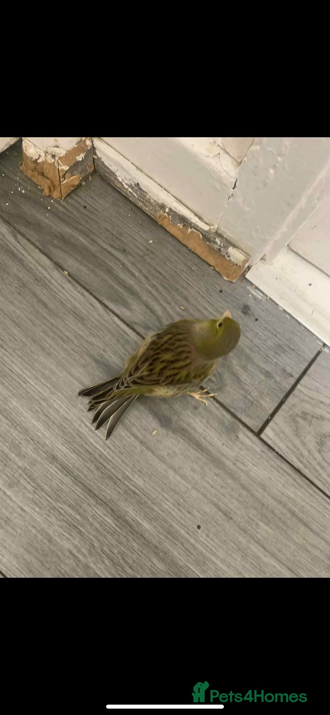 Canaries birds for sale: Fife Border Canaries  - Advert 12