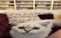 British Longhair cats for sale: GCCF BRITISH LONGHAIR - Image 2