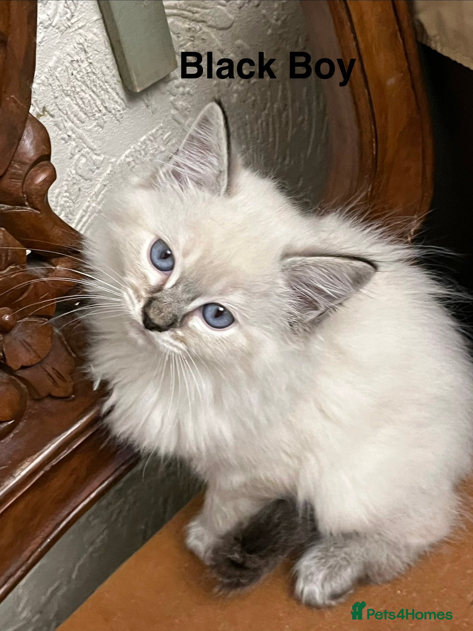 Ragdoll cats ❤️5 Beautiful Pure Ragdoll Kittens❗️❤️🐈 - Advert 1