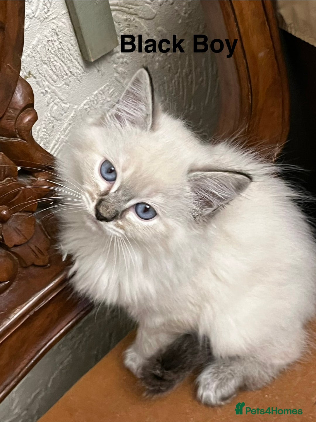 Ragdoll cats for sale: ❤️5 Beautiful Pure Ragdoll Kittens❗️❤️🐈 - Advert 1
