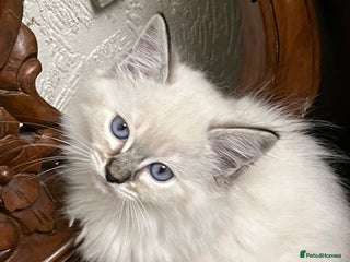 Ragdoll cats ❤️5 Beautiful Pure Ragdoll Kittens❗️❤️🐈 - Advert 1