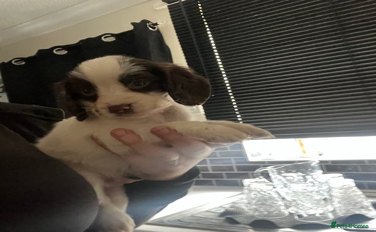 Sprocker dogs - Advert 3