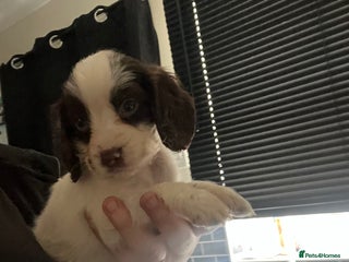 Sprocker dogs - Advert 31