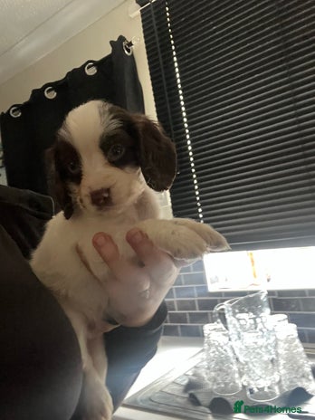 Sprocker dogs - Advert 3