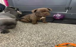 French Bulldog dogs for sale: Beautiful French Bulldog Babies  - Image 5