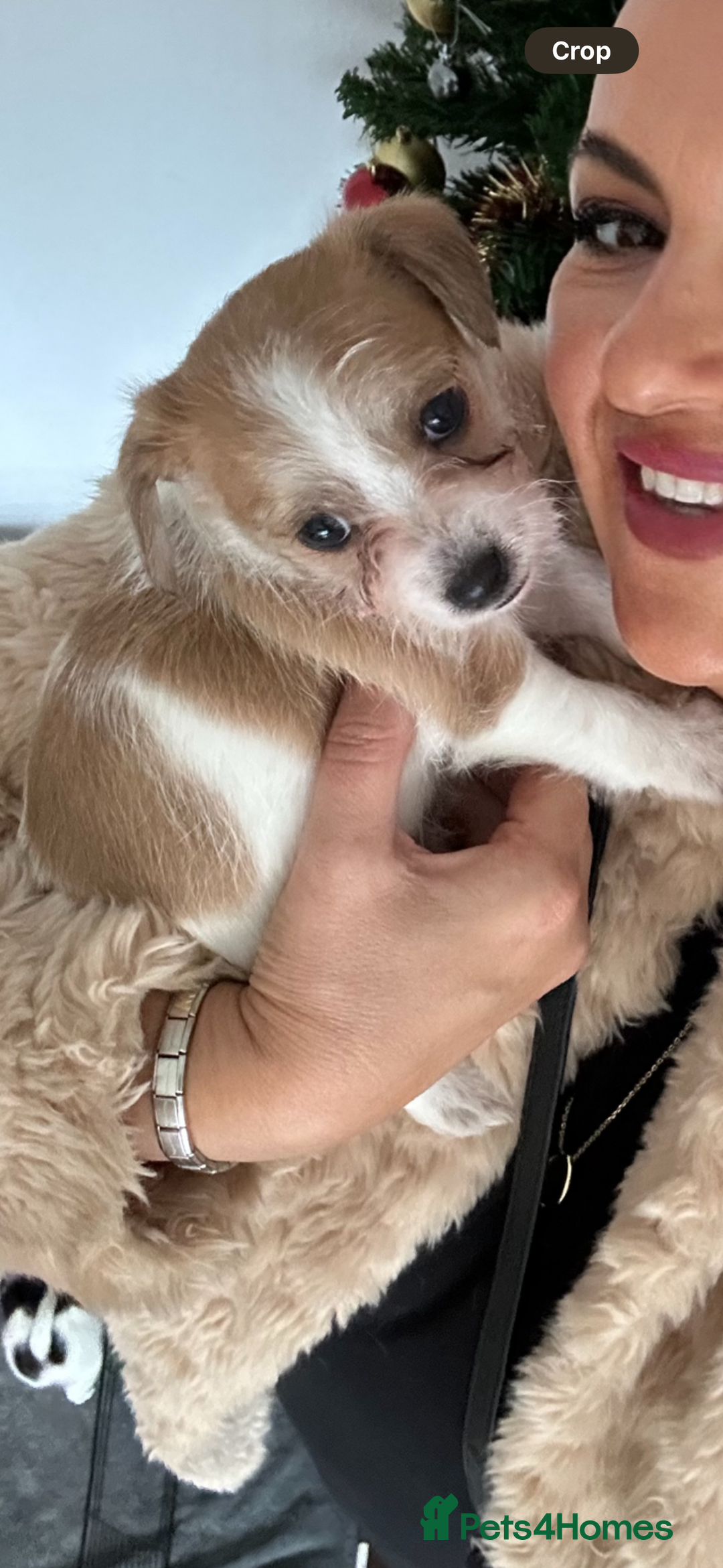 Maltipoo dogs for sale: Adorable Female Mixed-Breed Puppy ReadyDecember 20 - Advert 6