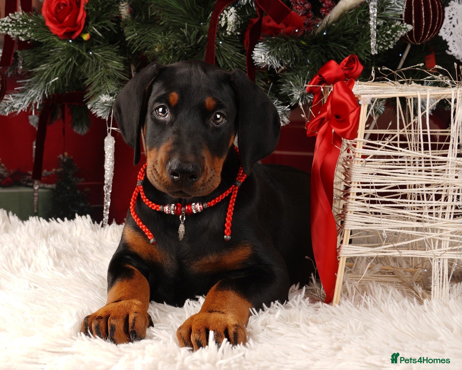 Dobermann dogs Doberman puppies  - Advert 6