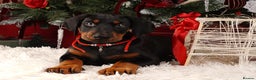 Dobermann dogs for sale: Doberman puppies  - Advert 2