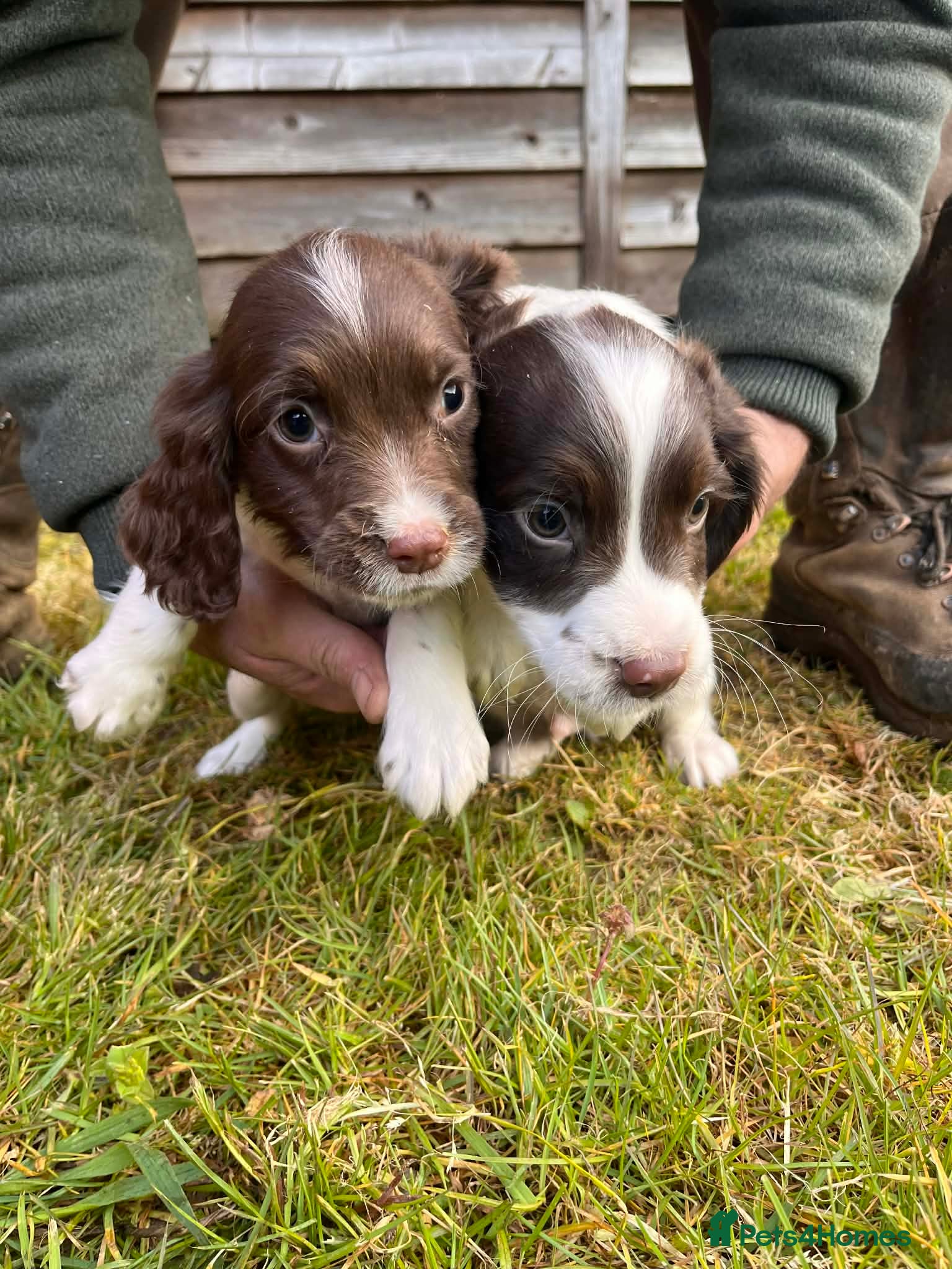 Sprocker dogs Beautiful Litter of Homebred Sprocker Spaniel Pups - Advert 8