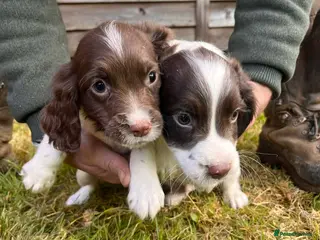 Sprocker dogs Beautiful Litter of Homebred Sprocker Spaniel Pups - Advert 8