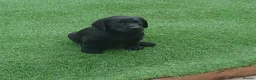 Labrador Retriever dogs for sale: READY TO LEAVE 🐶🐶 - Advert 6