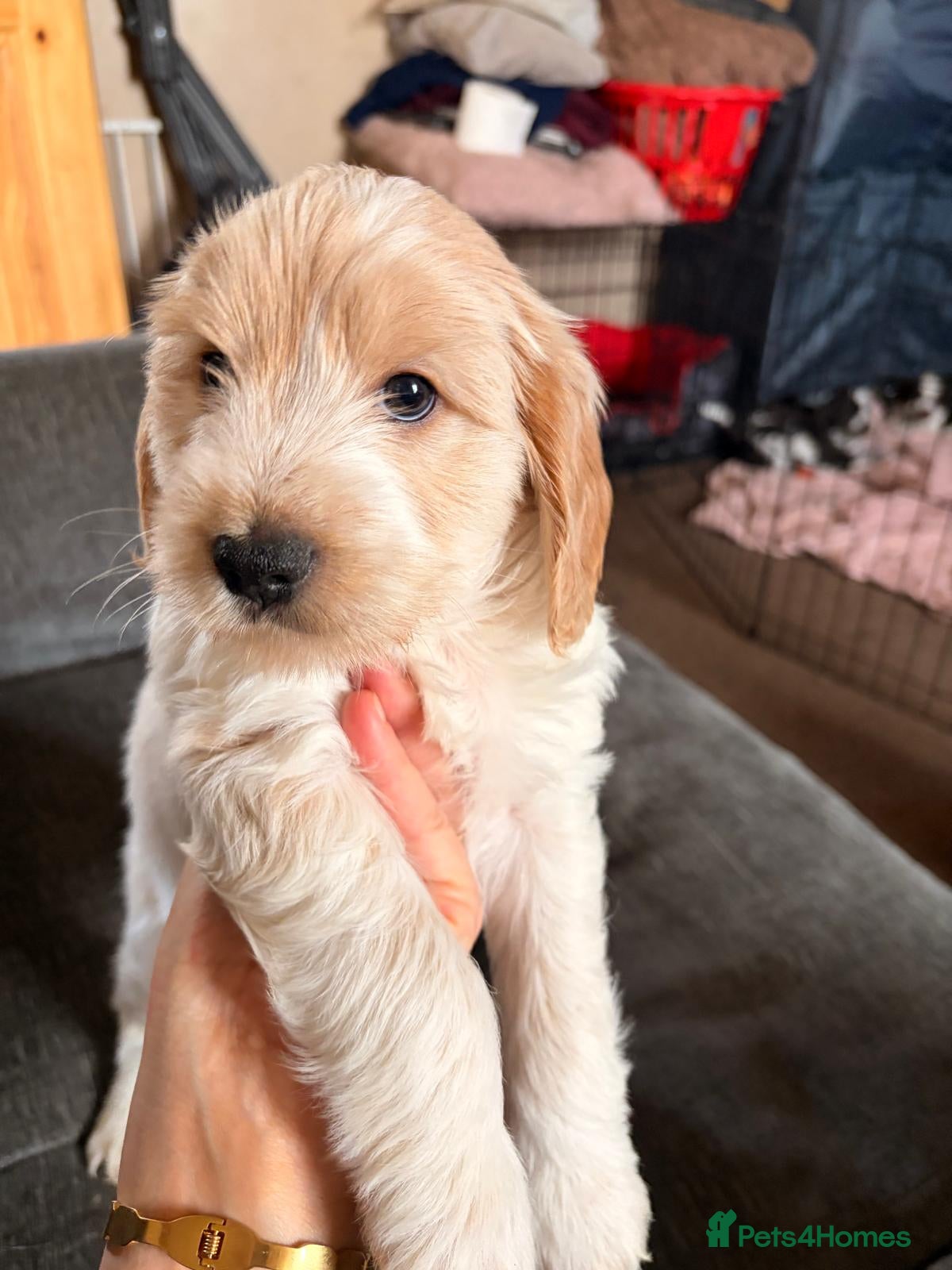 Mixed Breed dogs Lovely puppies needing a forever home. - Advert 1